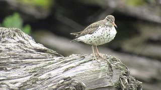 Spotted Sandpiper [upl. by Bowerman]