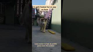 Dogs leg problem solutiondog back legs band problem short videoviral video [upl. by Hselin]