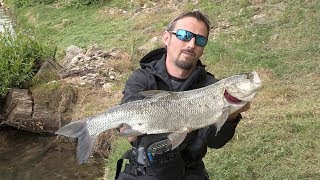 Slovenija  Reka Krka  Pecanje bucova  Fishing asp fish [upl. by Sarat844]