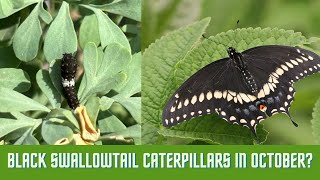 Black Swallowtail Caterpillars in October [upl. by Samantha]