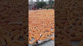 Bhutta He Bhuttayoutubevideo jharkhnad song nature bhutta [upl. by Summons148]