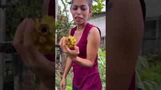 Cosechando pitahaya naturaleza pitahaya pitaya fruit plantas [upl. by Grete]