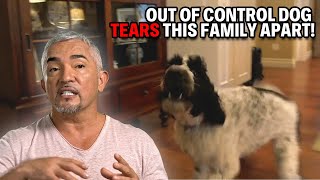 How To Prevent Your Dog From Eating Clothes Toys amp Garbage  Cesar 911 Season 3 Ep 1  Part 2 [upl. by Roxy]