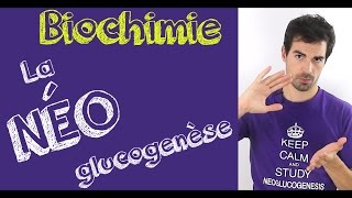 Cours de biochimie La néoglucogenèse [upl. by Ataner]