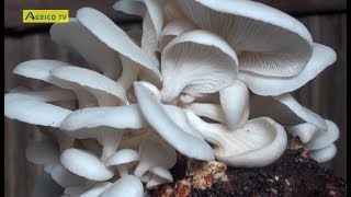 COMMENT CULTIVER LE CHAMPIGNON  FORMATION THEORIQUE ET PRATIQUE Geant amp Co [upl. by Annadroj]