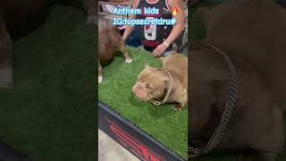 bullyworldwide americanbully bullyland follow like share 🙌🏾🙌🏾 [upl. by Nerin]