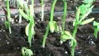 Time Lapse of Plants Growing [upl. by Rosene146]