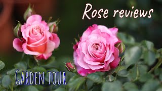 Roses in my garden Rose reviews David Austin Kordes Tantau Barni Meilland Rawlins [upl. by Rodge848]