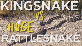 King Snake Vs MASSIVE Rattlesnake [upl. by Ile221]