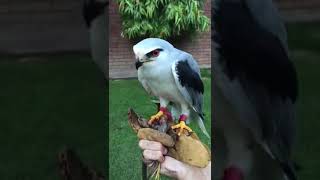 Black shouldered kites eagle snake leopardlove reptiles [upl. by Musa]