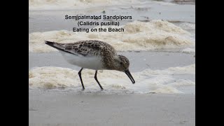 Semipalmated Sandpipers feeding on the beach birding birds shorebirds [upl. by Kenji]