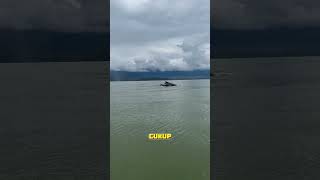 Paus Biru Raksasa Laut yang Menggetarkan Dunia pausbiru bluewhales [upl. by Ecaroh]