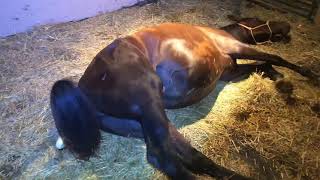 Thoroughbred Mare Giving Birth To Foal [upl. by Egidio]