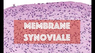 LA MEMBRANE SYNOVIALE  HISTOLOGIE [upl. by Nealon]