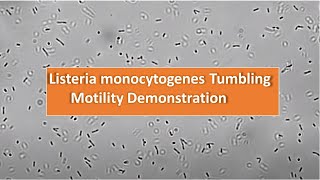 Listeria monocytogenes tumbling motility observation at 1600X [upl. by Ihcego]