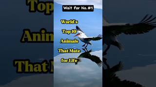 Worlds Top 10 animals that Mate for life animals top10 [upl. by Blackington]