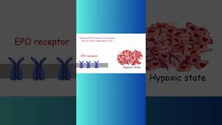 Erythropoietin EPO and CANCER cancer erythropoietin biochemistry hypoxia physiology epo [upl. by Snashall]