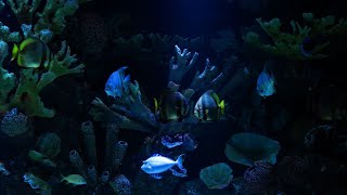 Deep Blue Aquarium Ambience 4K  Calming Underwater Sounds ASMR  10 Hour Natural White Noise [upl. by Bork]