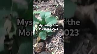 Mysteries of the Morchella 2023 MidSeason Morel Mushroom Utah High Elevation Mountain Canyons [upl. by Eissirhc]