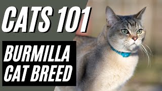 BURMILLA CAT  What to Know BEFORE Getting a Burmilla Cat  Cats 101 [upl. by Aleet]