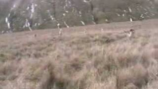 Sabbing the Lunesdale foxhounds 2010 [upl. by Walden]