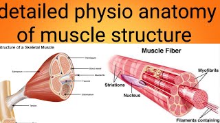 physioanatomy of muscles in detailphysiology lecture 6 [upl. by Yadahs700]