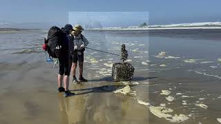 Te Araroa Day 2  Twilight Beach to Maunganui Bluff camp [upl. by Rocray]