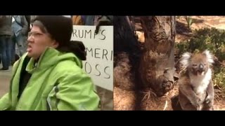 Screaming Trump Protester vs Angry Koala [upl. by Clere]