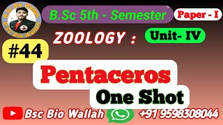 One Shot  Pentaceros Morphology and Water Vascular System Phylum Echinodermata in Animal Kingdom [upl. by Iclehc]