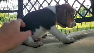 Little tricolor beagle baby boy Chip 311 from Rivers litter [upl. by Rehpotsrihc]