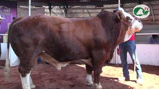 Toro Bicampeón Regional de Simmental [upl. by Studner]