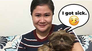 Shih Tzu Got Indigestion Dyspepsia 2023  Home Remedies For Vomiting Dogs [upl. by Llertram]