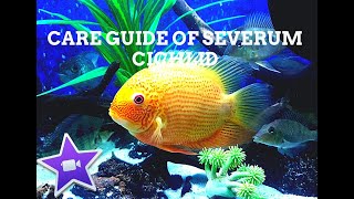 New World Cichlids  Red Spotted Severum  Care Guide [upl. by Eloken]