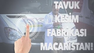 Helal Tavuk Kesimi Macaristandaki Fabrikadan Aşama Aşama Çekim yaptık [upl. by Torruella]