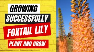 Growing Foxtail Lilies How to Successfully Plant and Grow Foxtail Lilies [upl. by Ieluuk]