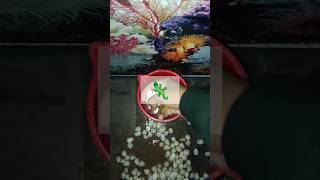 Aquarium fish ke andar chipkali gir gyi 😲 shorts minivlog viralvideos aquariumfish [upl. by Nyret681]