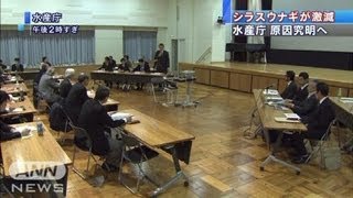 シラスウナギ激減！水産庁が原因究明のため調査へ（120322） [upl. by Hedi]