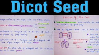 Dicot seed  class 11 dicot seed structure  seed structure  structure of dicot seed [upl. by Einahpehs]