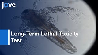 LongTerm Lethal Toxicity Test With Crustacean Artemia franciscana l Protocol Preview [upl. by Wulf]