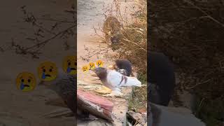 Cat catch the pigeon 🐦 pigeon pigeonwings kabootar catch cat shorts [upl. by Caritta82]