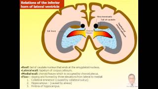 Magdy SaidAnatomy seriesNeuroanatomy13latventtela choroideaseptum pellucidumavi v1 [upl. by Nnaeirb]