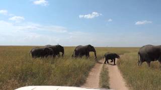 Masai Mara Adventure Budget Safaris YHA Kenya Travel Tours amp Safaris [upl. by Geehan]