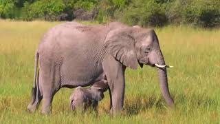 Faszination Afrika  Tiere im Okavango Delta HD Deutsch Tierdokumentation [upl. by Jp355]