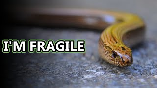 Glass Lizard facts lizards without legs  Animal Fact Files [upl. by Arnoldo138]