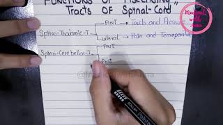 FUNCTIONS OF ASCENDING TRACTS OF SPINAL CORD IN EASY WAY  NEUROANATOMY [upl. by Aninotna]