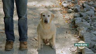 How to Train Your Dog to Stay Close While Off Leash [upl. by Nwahsak]