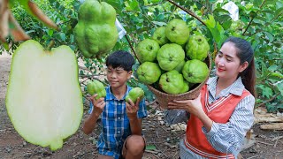 Juicy seedless guava fruit harvest  Seedless guava eating duck feet stew  Guava in my country [upl. by Spieler595]