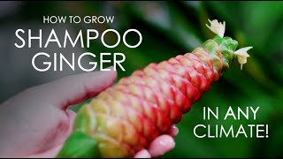 How to Grow Shampoo Ginger in Any Climate [upl. by Skinner]