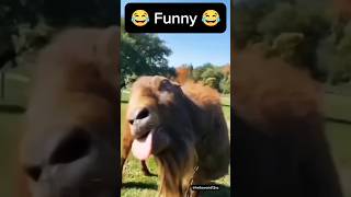 अजीब बकरी वीडियो 🤣🤣 Funny Goats Video majedaar bakaree funny vial comedy youtubeshorts [upl. by Bernete]