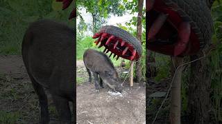 Creative Unique Wild Pig Trap That Work 100 wildanimal camping trapping [upl. by Ylesara]